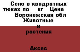 Сено в квадратных тюках по 20 кг › Цена ­ 200 - Воронежская обл. Животные и растения » Аксесcуары и товары для животных   